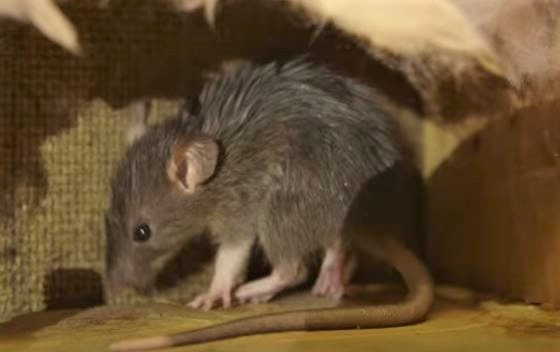 Rats Pest Elimination Richmond VA