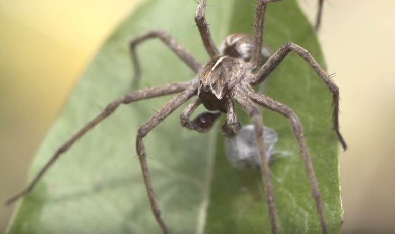 Nursery Web Spider RVA Pest Elimination Richmond, VA