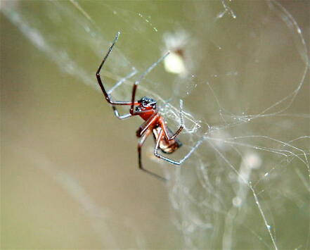 Bowl and Doily Spider Pest Elimination Richmond VA