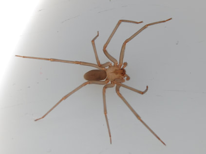 Brown Recluse Spider Pest Elimination Richmond VA