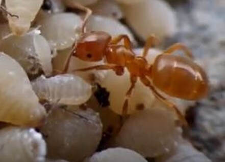 Thief Ant Pest Elimination Richmond VA