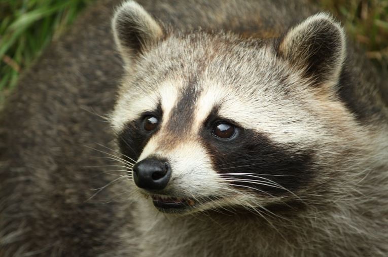Raccoon Pest Elimination Richmond VA