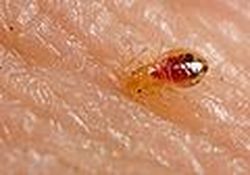 Bed Bugs Pest Elimination Richmond VA