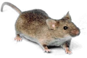 Mice Pest Elimination Richmond VA