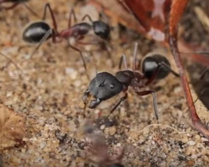 Argentine Ant Pest Elimination Richmond VA