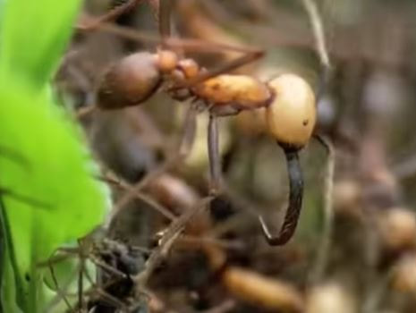 Army Ant Pest Elimination Richmond VA