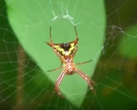 Arrow-Shaped Micrathena Spider RVA Pest Elimination Richmond, VA