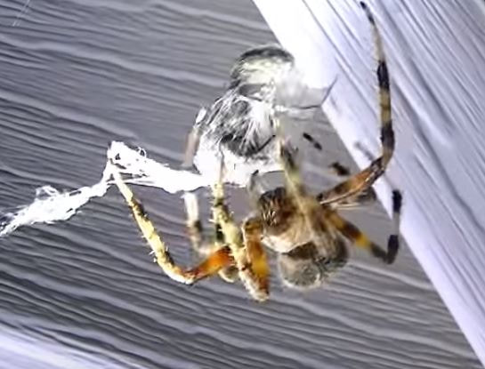 Barn Spiders RVA Pest Elimination Richmond, VA