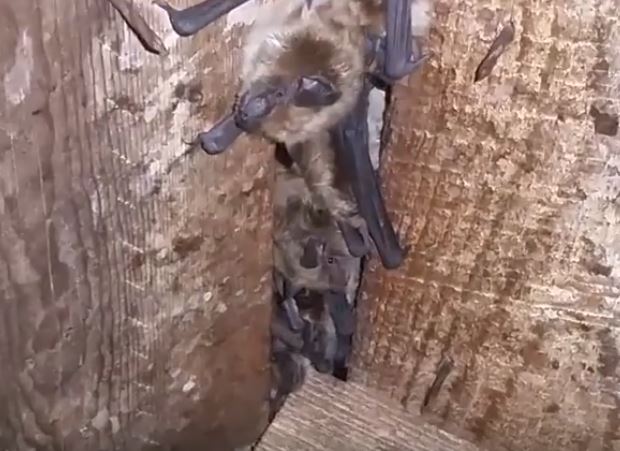 Bat Pest Elimination Richmond VA