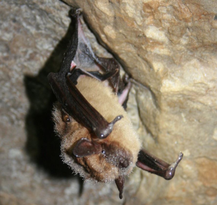 Big Brown Bat RVA Pest Elimination Richmond, VA