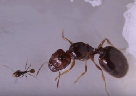 Big Headed Ant Pest Elimination Richmond VA