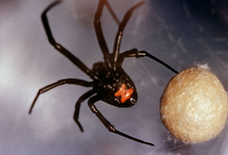 Black Widow Spider Pest Elimination Richmond VA