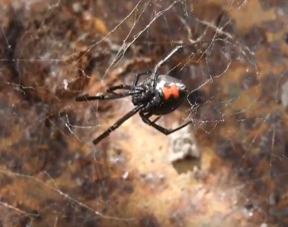 Black Widow Spider RVA Pest Elimination Richmond, VA
