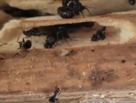 Carpenter Ant Pest Elimination Richmond VA