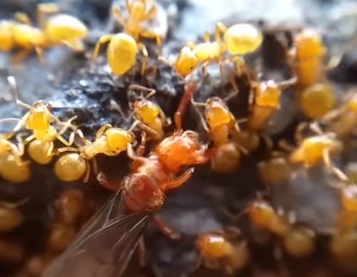 Citronella Ant Pest Elimination Richmond VA