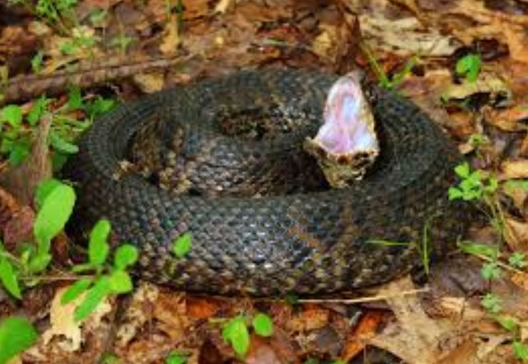 Cottonmouth Snake Pest Elimination Richmond VA