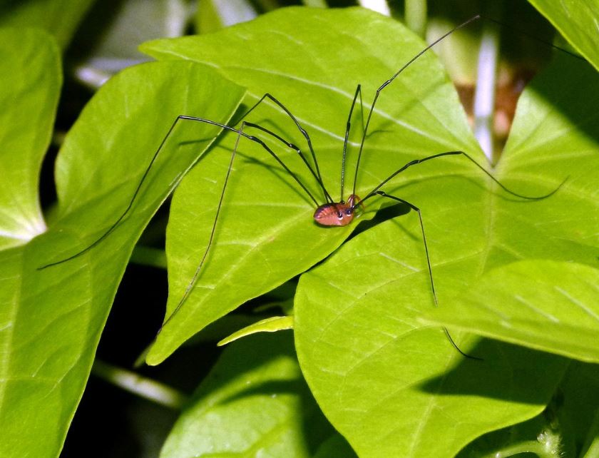 Daddy Longlegs or Harvestmen Spider RVA Pest Elimination Richmond, VA