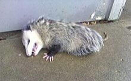 Opossum Pest Elimination Richmond VA
