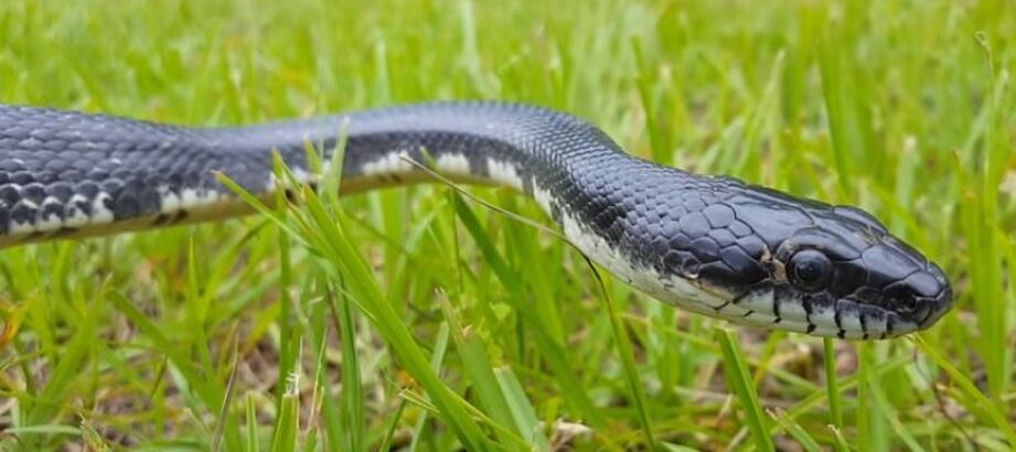 Black Rat Snake in Richmond, VA  Main Prey are Rodents RVA Pest Elimination Richmond, VA