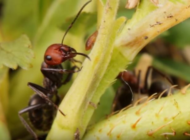 Field Ant Pest Elimination Richmond VA