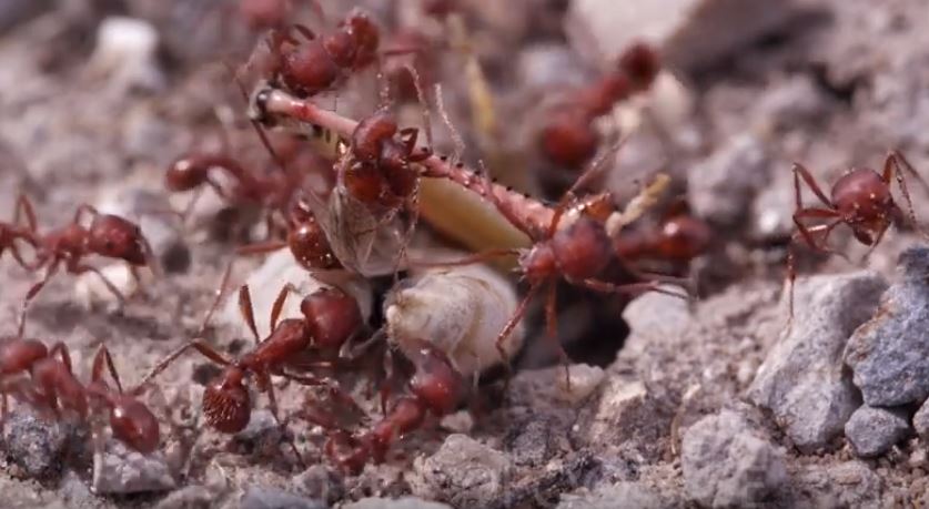 Fire Ant Pest Elimination Richmond VA