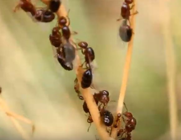 Fire Ant Pest Elimination Richmond VA
