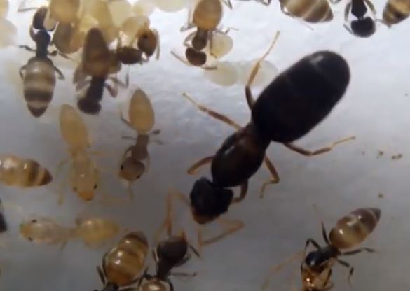 Ghost Ant Pest Elimination Richmond VA