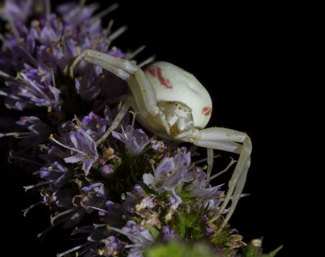 Goldenrod Crab Spider RVA Pest Elimination Richmond, VA