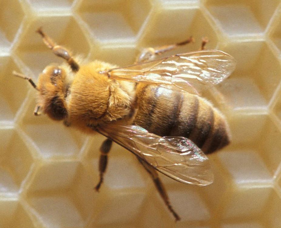 Bees Pest Elimination Richmond VA