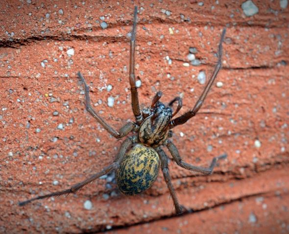 House Spider Pest Elimination Richmond VA