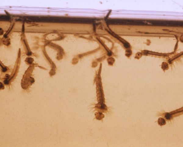 Mosquito Larvae Pest Elimination Richmond VA