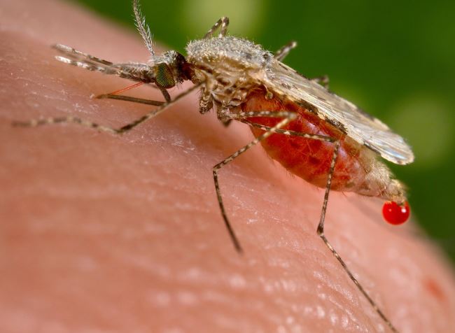 Mosquito Pest Elimination Richmond VA