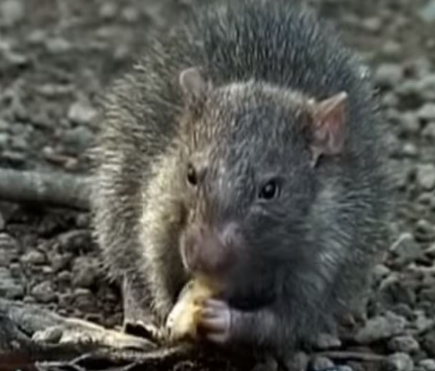 Norway Rat in Yard RVA Pest Elimination Richmond, VA
