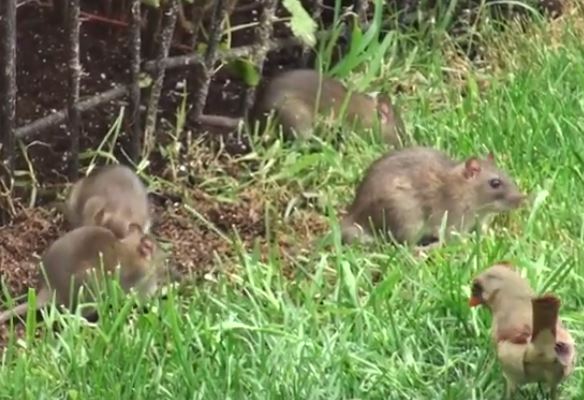Norway Rats Infestation in Back Yard RVA Pest Elimination Richmond, VA