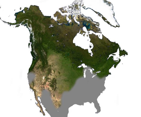 Opossum Range Across North America Pest Elimination Richmond VA