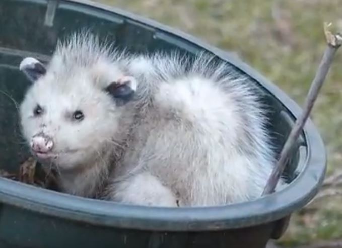 Opossum Pest Elimination Richmond VA