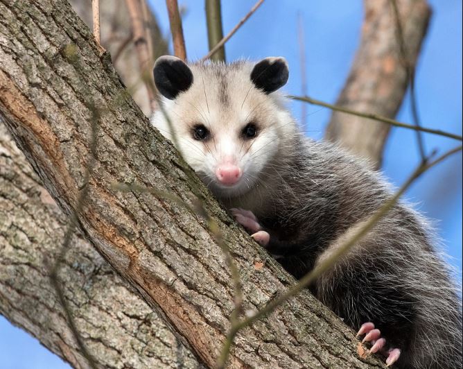 Opossums Pest Elimination Richmond VA