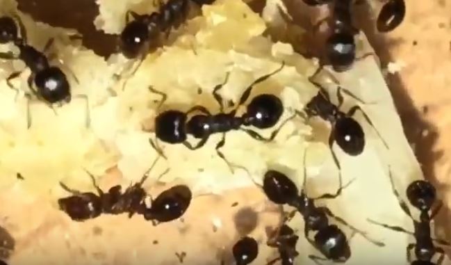 Pavement Ant Pest Elimination Richmond VA