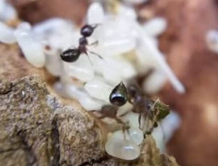 Acrobatic Ant Pest Elimination Richmond VA