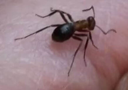 Allegheny Ant Pest Elimination Richmond VA