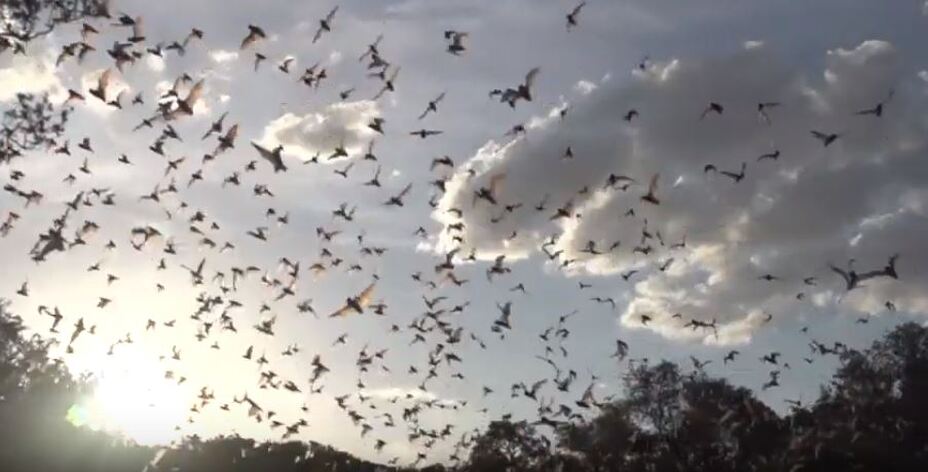 Bat Colony in the Sky RVA Pest Elimination Richmond, VA