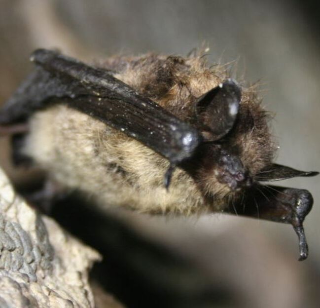 Little Brown Bat RVA Pest Elimination Richmond, VA 