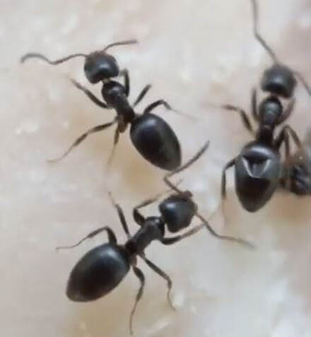 Odorous Ant Pest Elimination Richmond VA