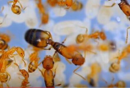 Pharaoh Ant Pest Elimination Richmond VA