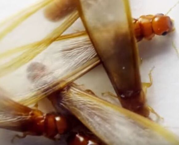 Termite Swarm to Start New Colony RVA Pest Elimination Richmond, VA