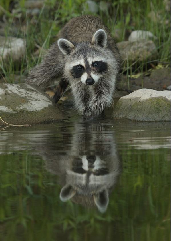 Raccoon Pest Elimination Richmond VA