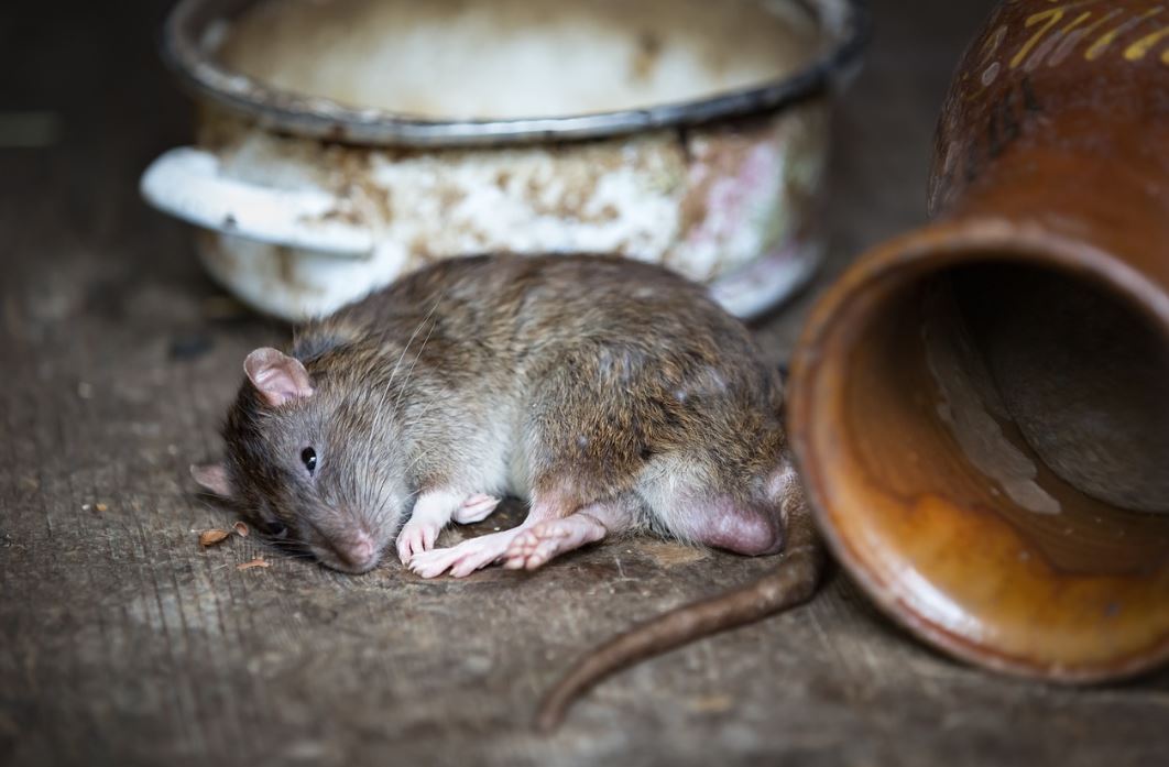 Rat Pest Elimination Richmond VA