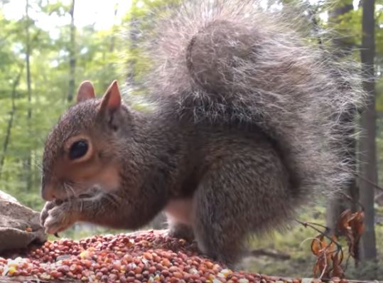 Squirrel Pest Elimination Richmond VA