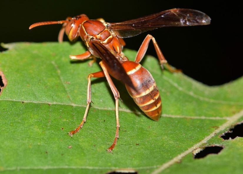 Wasps Pest Elimination Richmond VA