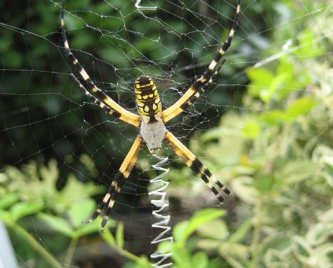 Black and Yellow Garden Spider RVA Pest Elimination Richmond, VA
